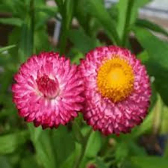 Helichrysum Bracteatum Blumensamen zur Aussaat – farbenfroh Schau – Traditionssorte & ohne Gentechnik Samen Hausgarten