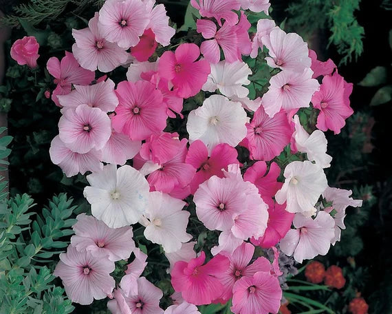 Gemischt Rose Mallow Blumensamen zur Aussaat – farbenfroh Schau – Traditionssorte & ohne Gentechnik Samen Hausgarten