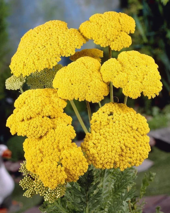 Achillea Blumensamen zur Aussaat – farbenfroh Schau Traditionssorte & ohne Gentechnik Samen Hausgarten