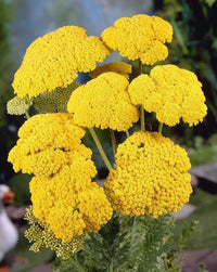 Achillea Blumensamen zur Aussaat – farbenfroh Schau Traditionssorte & ohne Gentechnik Samen Hausgarten