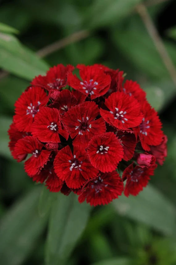 Rote William-Blumensamen zur Aussaat