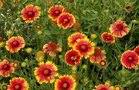Gaillarde Decke graines éclatantes – fleurs de gaillarde joyeuses
