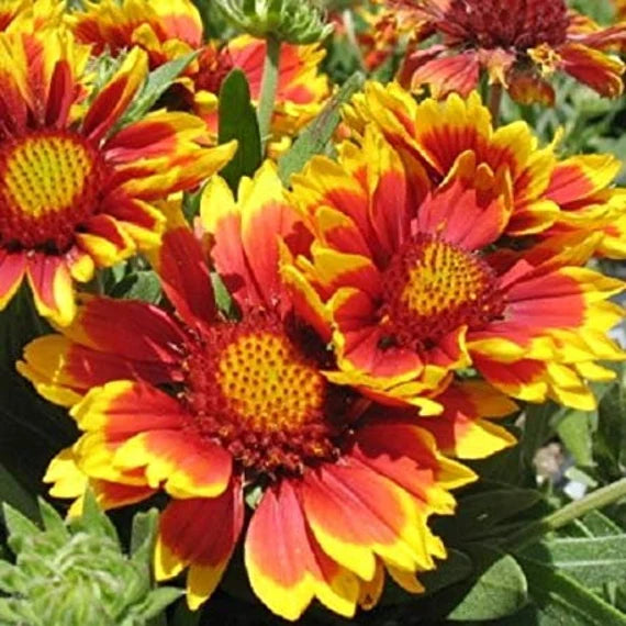 Semillas de Gaillardia