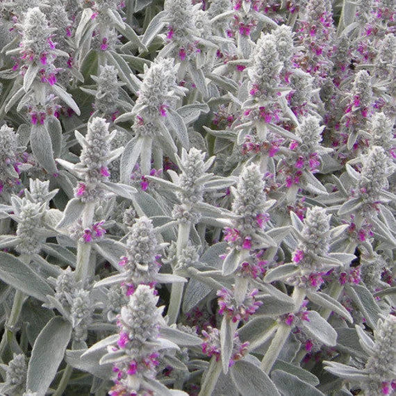 Lamb's Ear Blumensamen zur Aussaat – kompakt Wuchs – Traditionssorte & ohne Gentechnik Samen Hausgarten