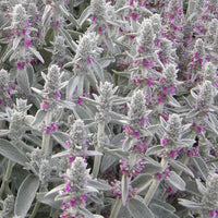 Lamb's Ear Blumensamen zur Aussaat – kompakt Wuchs – Traditionssorte & ohne Gentechnik Samen Hausgarten