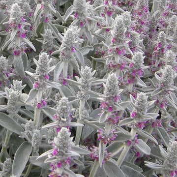 Lamb's Ear Blumensamen zur Aussaat – kompakt Wuchs – Traditionssorte & ohne Gentechnik Samen Hausgarten
