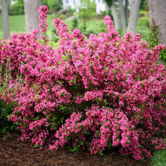 Weigela Blumensamen zur Aussaat farbenfroh Schau Traditionssorte & ohne Gentechnik Samen Hausgarten