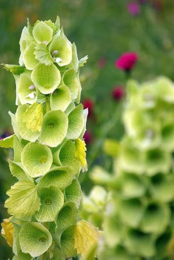Moluccella laevis Bells Ireland Blumensamen zur Aussaat Garten beliebt Traditionssorte & ohne Gentechnik Samen Hausgarten