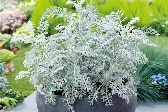 Dusty Miller Silver Dust Blumensamen zur Aussaat – farbenfroh Schau – Traditionssorte & ohne Gentechnik Samen Hausgarten