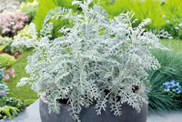 Dusty Miller Silver Dust Blumensamen zur Aussaat – farbenfroh Schau – Traditionssorte & ohne Gentechnik Samen Hausgarten