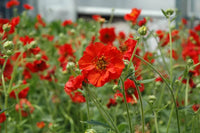 Geum Blumensamen zur Aussaat pflegeleicht Traditionssorte & ohne Gentechnik Samen Hausgarten