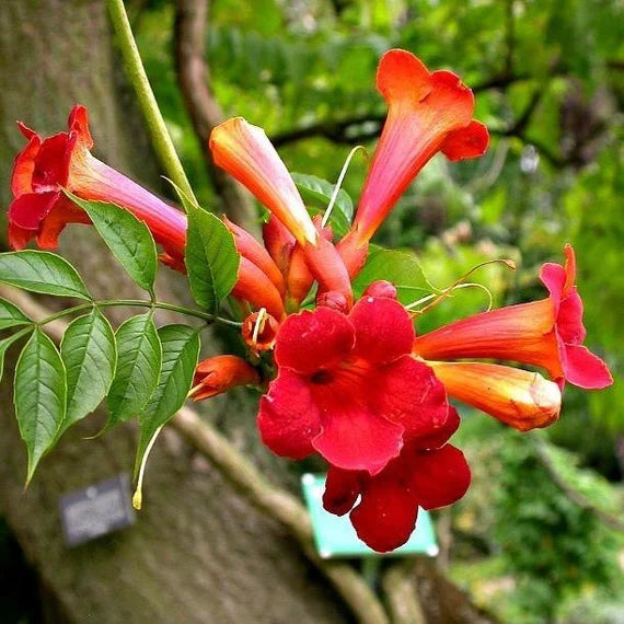 Orange Tecoma Blumensamen zur Aussaat leuchtend Blüten Traditionssorte & ohne Gentechnik Samen Hausgarten