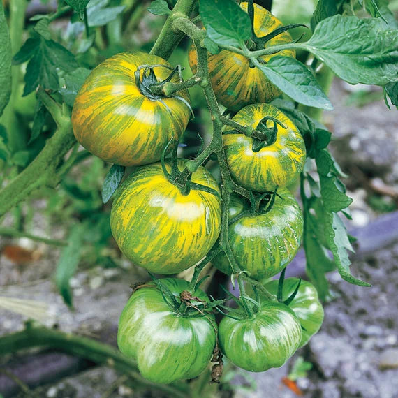 Tomate Cebra Samen for Home Gardening