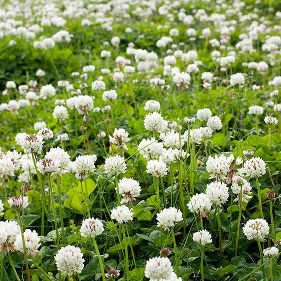 Weiß Clover Blumensamen zur Aussaat – leuchtend – Traditionssorte & ohne Gentechnik Samen Hausgarten