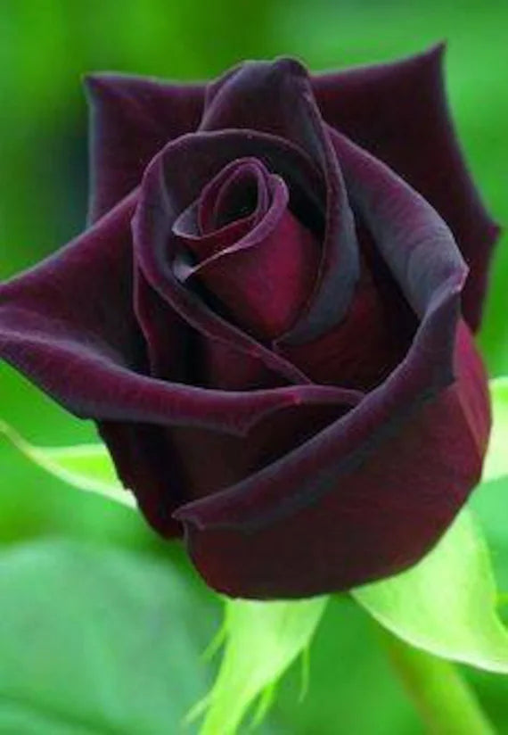 Deep rot rose blume samen for anpflanzung - garten favorite, heirloom & gmo free samen for home garten
 
 sale samen for home garten