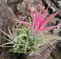 Tillandsia Ionantha Blumensamen zur Aussaat leuchtend Traditionssorte & ohne Gentechnik Samen Hausgarten