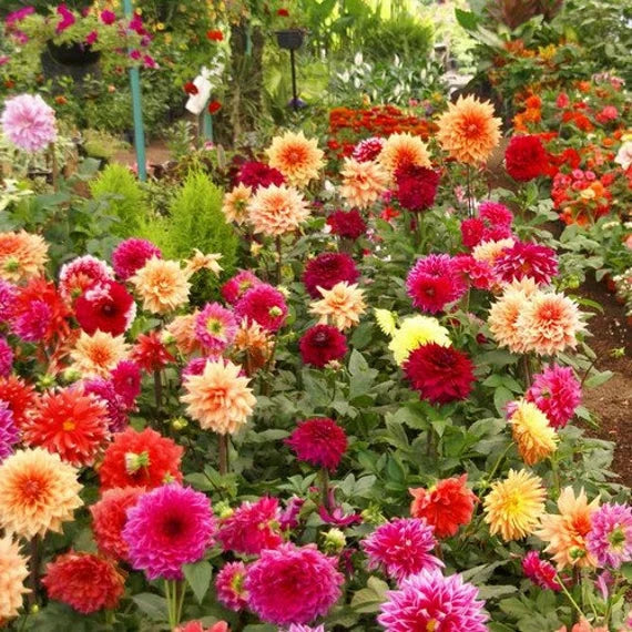 Dahlie Opera Mischung Blumensamen zur Aussaat Bestäuber freundlich Traditionssorte & ohne Gentechnik Samen Hausgarten