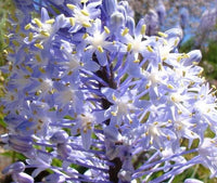 Merwilla Blumensamen zur Aussaat – saisonal Dauerblüher – Traditionssorte & ohne Gentechnik Samen Hausgarten