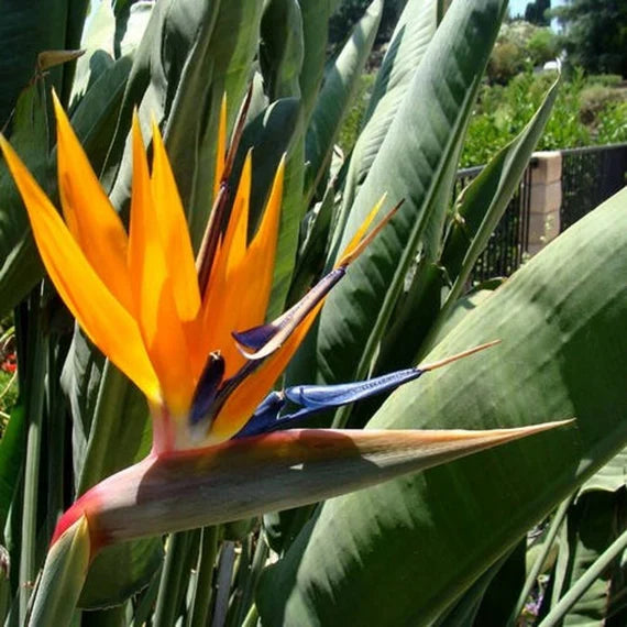 Orange Reginae Blumensamen zur Aussaat – leuchtend – Traditionssorte & ohne Gentechnik Samen Hausgarten