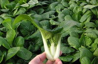 Dwarf Pak Choi Gemüsesamen - Perfect zum Pflanzen