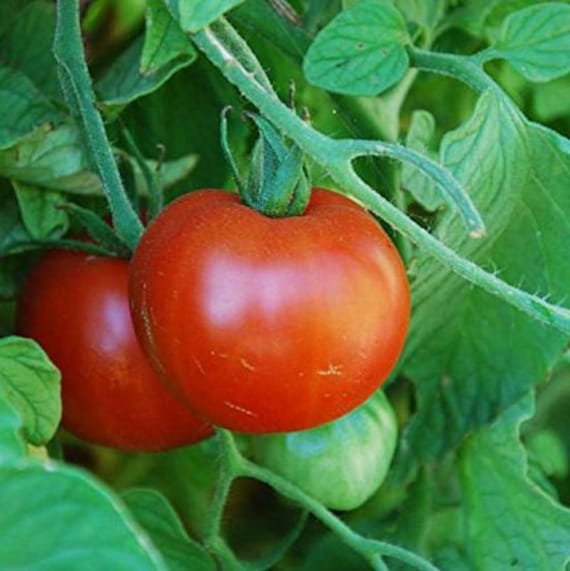 Sub Arctic Plenty Tomate Samen for Early, Productive Tomatees