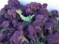 Lila Broccoli Samen zum Pflanzen - Vibrant, Nutritious Gemüse