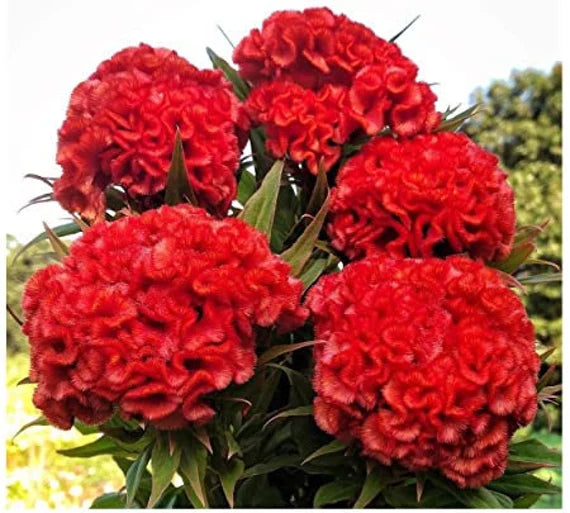 Celosia Chief Persimmon Blumensamen zur Aussaat – Garten beliebt Traditionssorte & ohne Gentechnik Samen Hausgarten