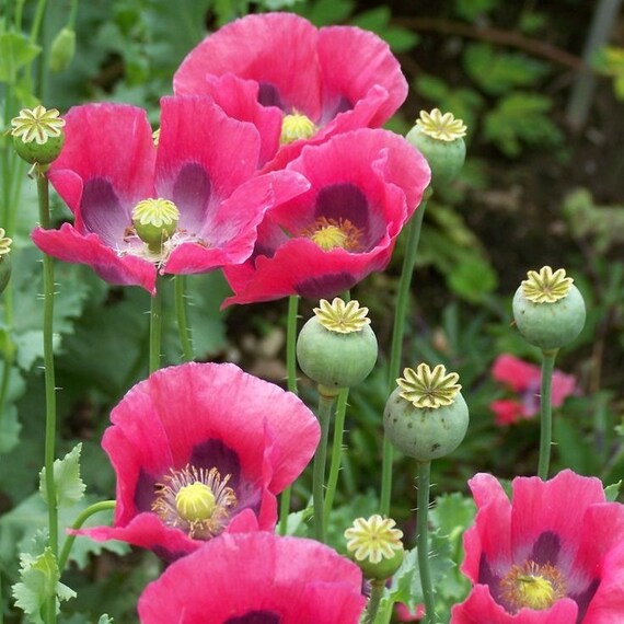 Semi di fiori di Pepperbox da seminare, miscuglio di fiori selvatici, varietà tradizionale e senza OGM, semi per il giardino domestico