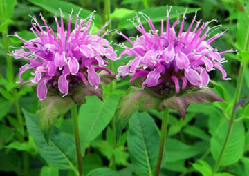 Lavendel Monarda Blumensamen zur Aussaat – Wildblume Mischung – Traditionssorte & ohne Gentechnik Samen Hausgarten