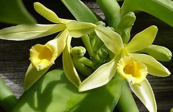 Vanilla Orchidee Blumensamen zur Aussaat – Anzucht – Traditionssorte & ohne Gentechnik Samen Hausgarten