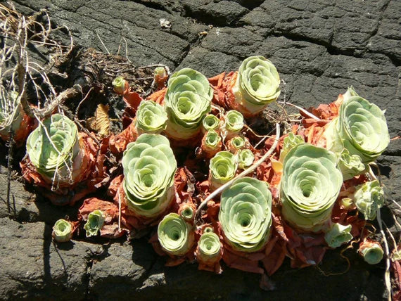 kaufen green aeonium greenovia pflanze pflanzung samen Stück, 100 Stück