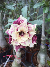 Wüstenrose Obesum Rose Blumensamen zur Aussaat duftend Blüten Traditionssorte & ohne Gentechnik Samen Hausgarten