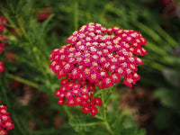 Rot Yarrow Blumensamen zur Aussaat – Landhaus Garten wichtig – Traditionssorte & ohne Gentechnik Samen Hausgarten