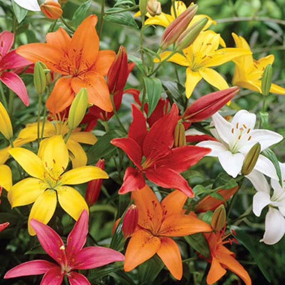 Gemischt Di Giglio Blumensamen zur Aussaat – Anzucht – Traditionssorte & ohne Gentechnik Samen Hausgarten