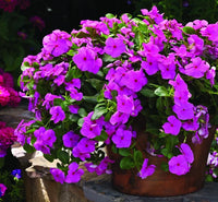 Lila Cascade Blumensamen – duftend Blüten Traditionssorte & ohne Gentechnik Samen Hausgarten