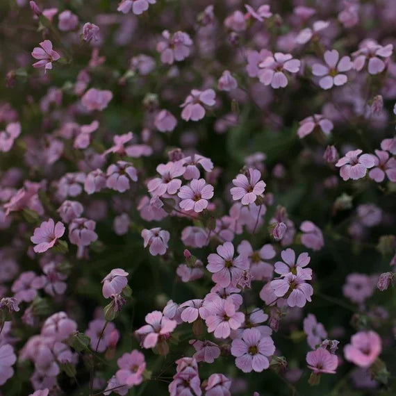 Violett Saponaria Blumensamen zur Aussaat – robust Sorte – Traditionssorte & ohne Gentechnik Samen Hausgarten