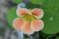 Pfirsichfarben Kapuzinerkresse Blumensamen zur Aussaat ideal Rabatten Traditionssorte & ohne Gentechnik Samen Hausgarten