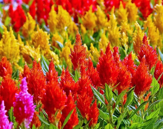 Plumed Blumensamen zur Aussaat – farbenfroh Schau – Traditionssorte & ohne Gentechnik Samen Hausgarten