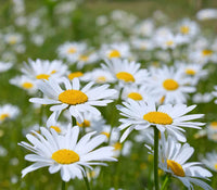Weiß Leucanthemum Blumensamen zur Aussaat – Drought verträglich – Traditionssorte & ohne Gentechnik Samen Hausgarten