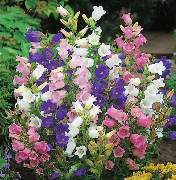 Gemischt Canterbury Bells Blumensamen zur Aussaat Wildblume Mischung Traditionssorte & ohne Gentechnik Samen Hausgarten