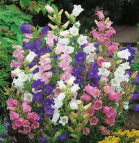 Gemischt Canterbury Bells Blumensamen zur Aussaat Wildblume Mischung Traditionssorte & ohne Gentechnik Samen Hausgarten