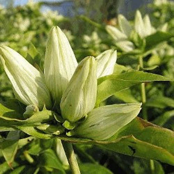 Cream gentiana blume samen for anpflanzung - vibrant colors, heirloom & gmo free samen for home garten
 
 sale samen for home garten