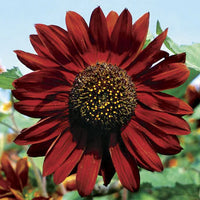 Kastanienrot Sonnenblume Blumensamen zur Aussaat – Bestäuber freundlich – Traditionssorte & ohne Gentechnik Samen Hausgarten