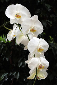 Weiß Schmetterlingsorchidee Orchidee Blumensamen zur Aussaat – Traditionssorte – ohne Gentechnik – Keimung biologisch Garten Samen