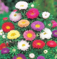 MultiColour China Aster Blumensamen zur Aussaat Landhaus Garten wichtig Traditionssorte & ohne Gentechnik Samen Hausgarten