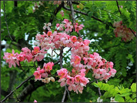 Javanica Blumensamen zur Aussaat – duftend Blüten – Traditionssorte & ohne Gentechnik Samen Hausgarten
