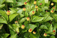 Spilanthes Oleracea Blumensamen zur Aussaat sonnenliebend Traditionssorte & ohne Gentechnik Samen Hausgarten