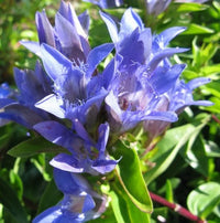 Blau Gentian Blumensamen zur Aussaat – duftend Blüten – Traditionssorte & ohne Gentechnik Samen Hausgarten