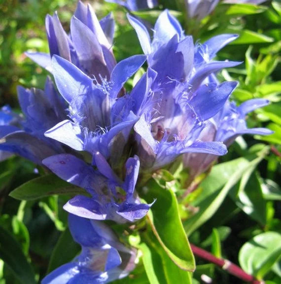 Blau Gentian Blumensamen zur Aussaat – duftend Blüten – Traditionssorte & ohne Gentechnik Samen Hausgarten