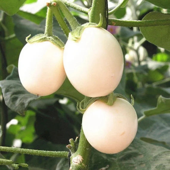 Weiß Eggplant Samen zum Pflanzen  Seed for Flavorful Gemüses in Your Home Garden